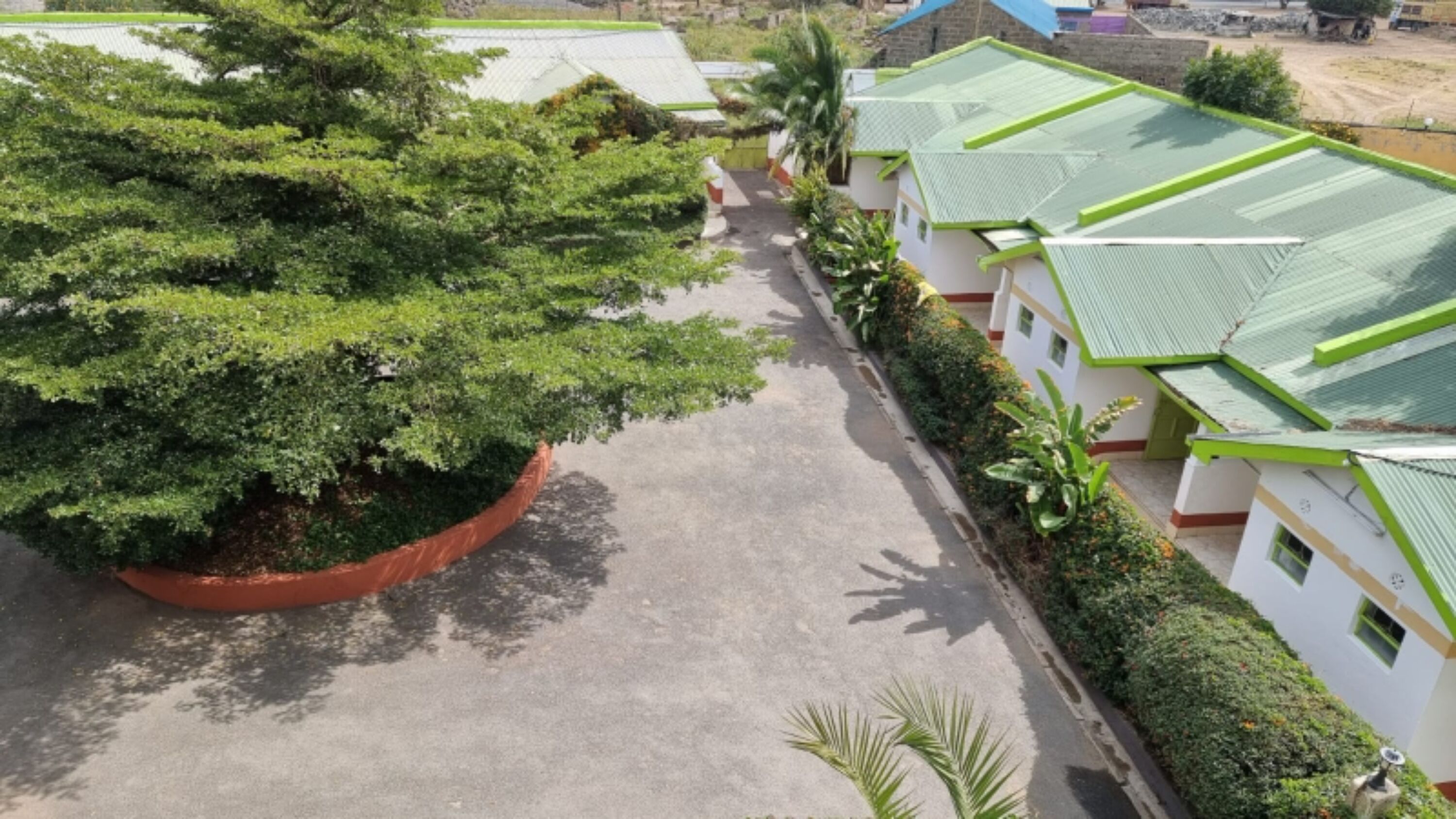 A courtyard with a large tree, a pathway, and buildings with green roofs.