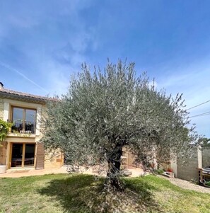 A centenarian olive tree in a residential backyard with a house in the background.