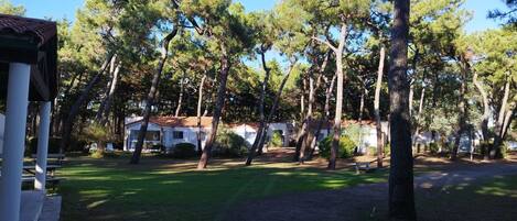 A residential area with a house surrounded by tall pine trees.