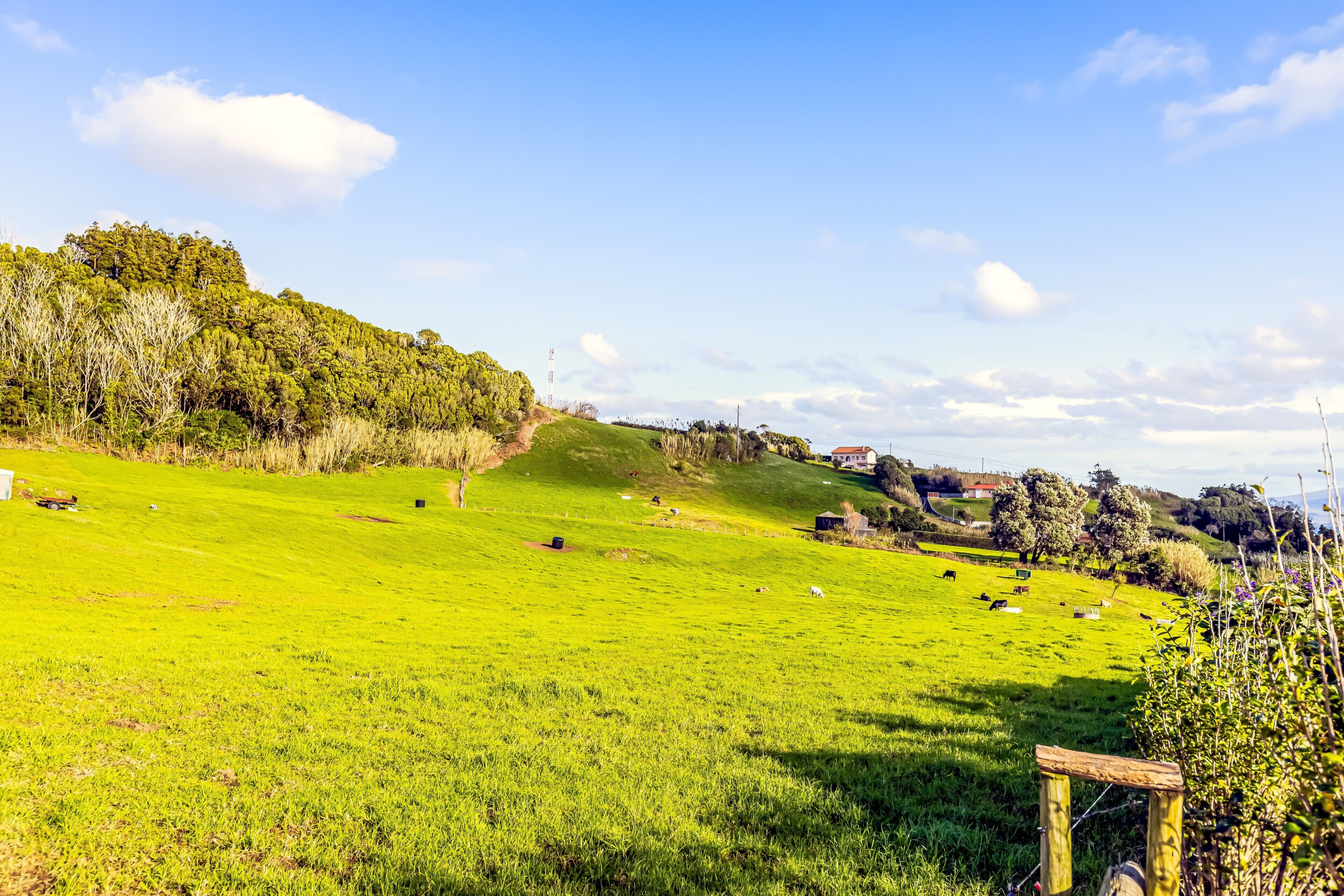 Ein grünes Feld mit vereinzelten Gebäuden und Bäumen im Hintergrund.