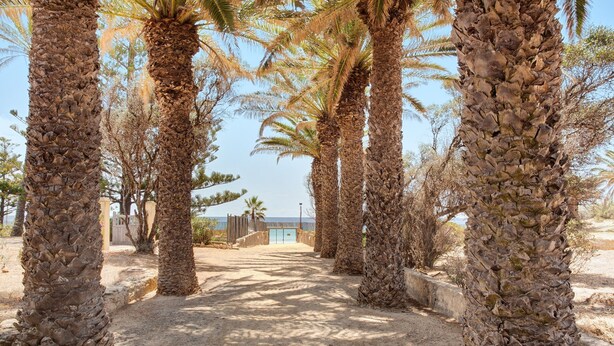 A pathway lined with tall palm trees leading to a building with a blue door. - Villa 'Retiro Praia' with Mountain View, Private Terrace and Wi-Fi (Campo de Baixo)