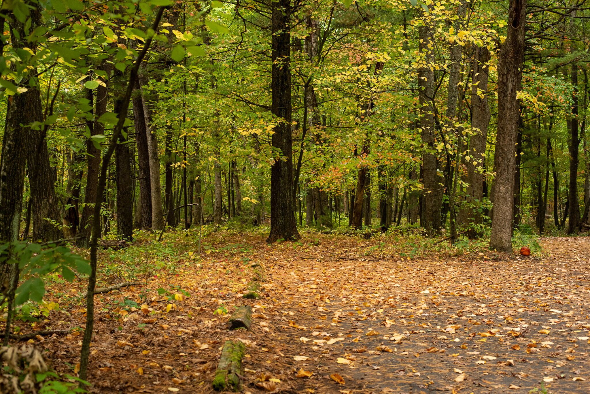 Un sentier forestier bordé d’arbres et jonché de feuilles mortes.