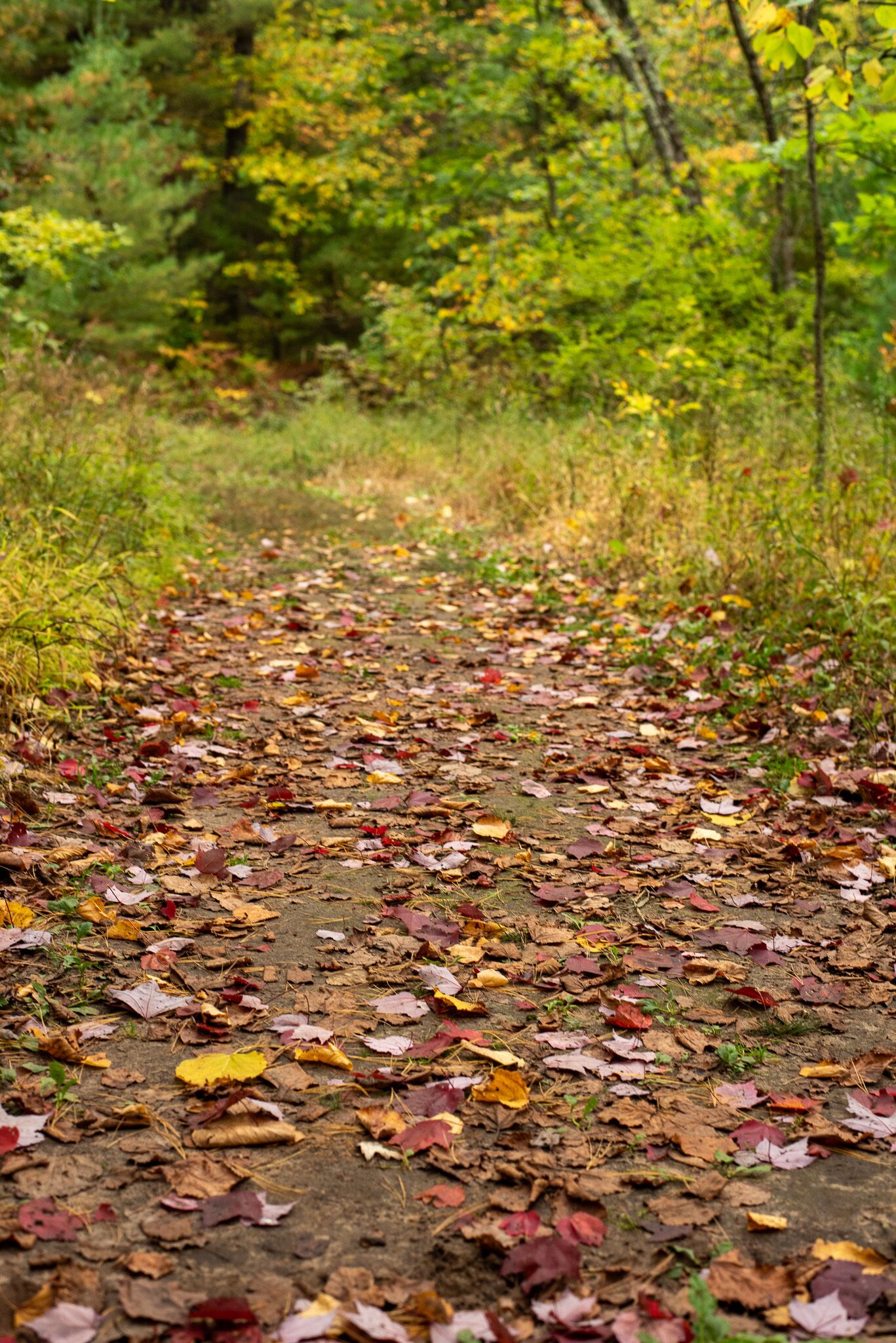 A forest path covered with fallen leaves.