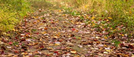 A forest path covered with fallen leaves.