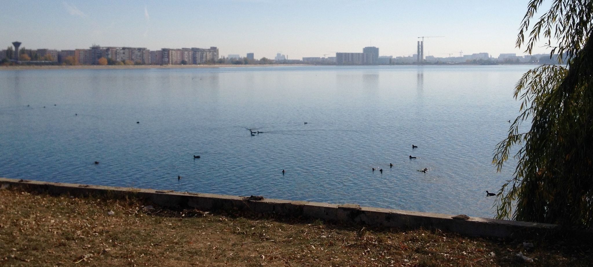 A calm lake with ducks swimming, surrounded by a grassy area and a distant city skyline.