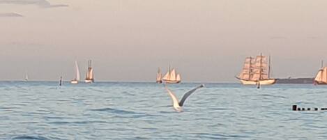 Ein ruhiges Meer mit Segelbooten und einem fliegenden Möwenpaar.