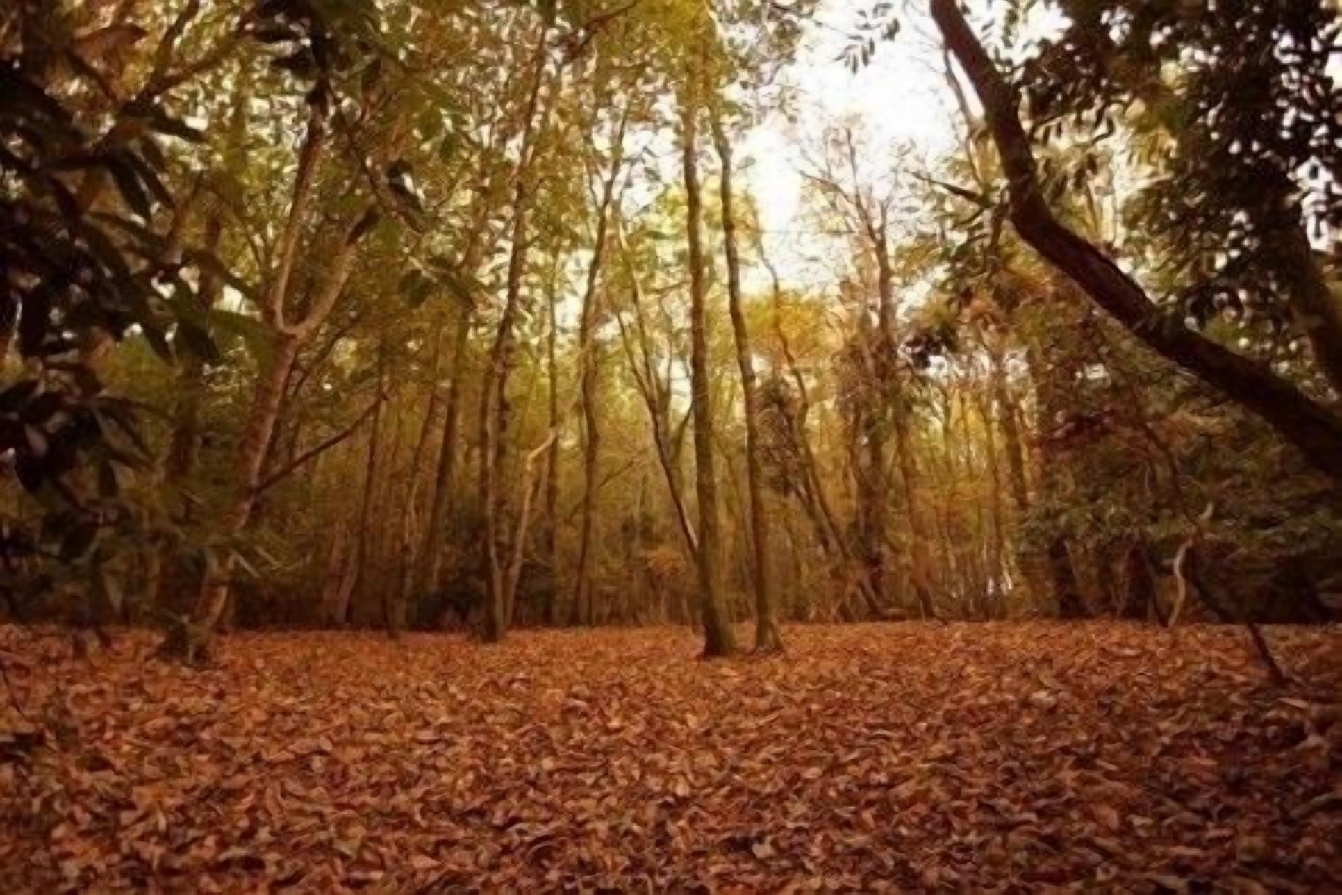 A forest with tall trees and a ground covered in fallen leaves.
