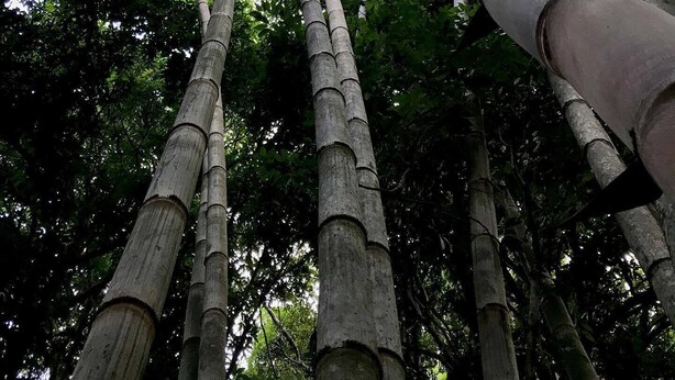Jardim