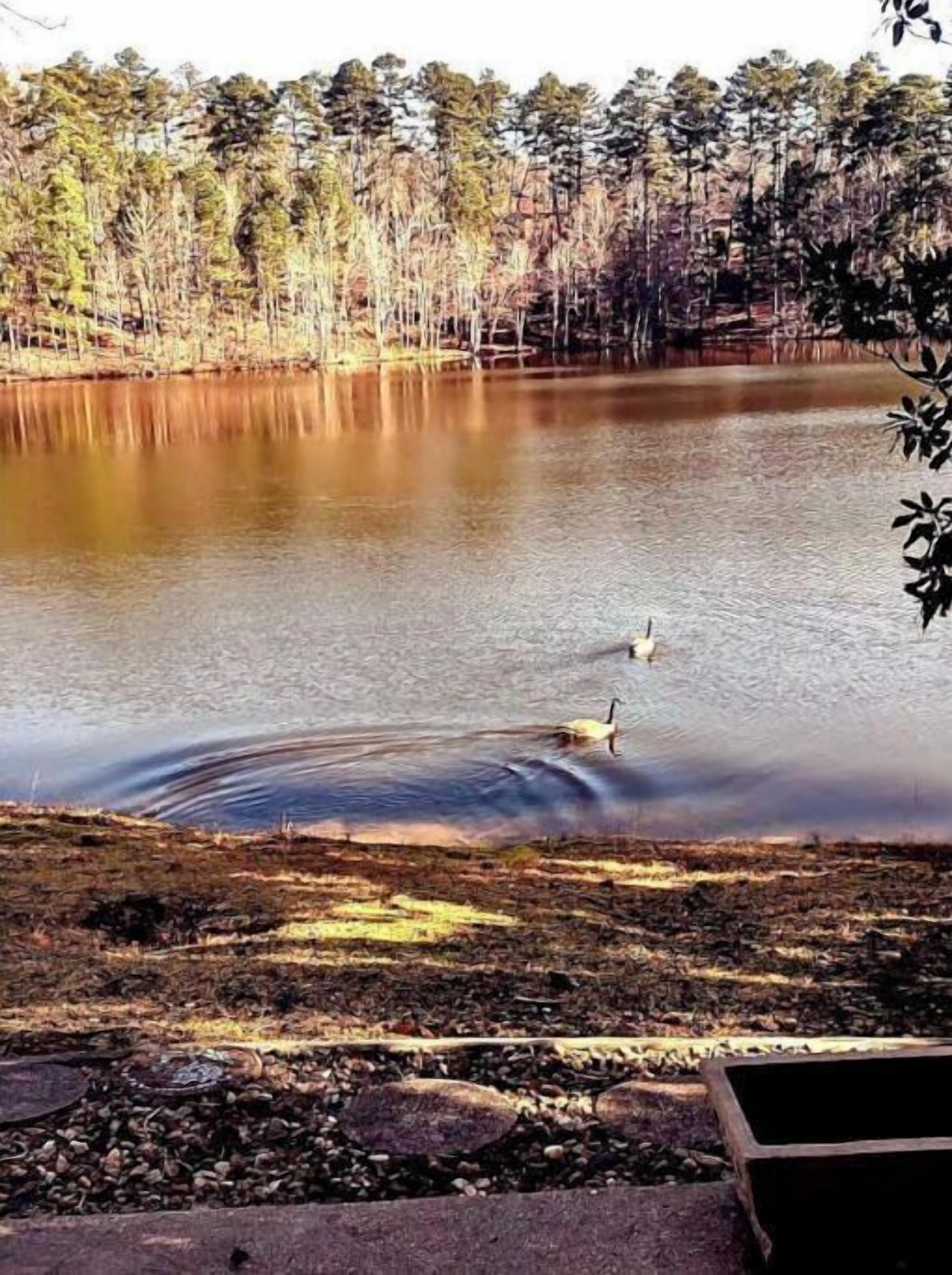 Un lac où nagent des cygnes, bordé d’arbres et doté d’une rive rocheuse.