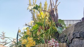A garden with various plants and flowers, including orchids and succulents, in front of a stone wall and wooden fence. - Finca Vista al Teide with private swimmingpool and jacuzzi, Wifi and Sat TV (Santa Úrsula)