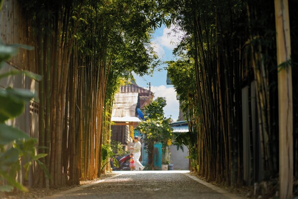 Un sentier bordé de grands plants de bambou qui mène à un bâtiment surmonté d’un toit en tôle ondulée.
