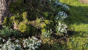A garden with snowdrops and other greenery, a tree, and a concrete structure.