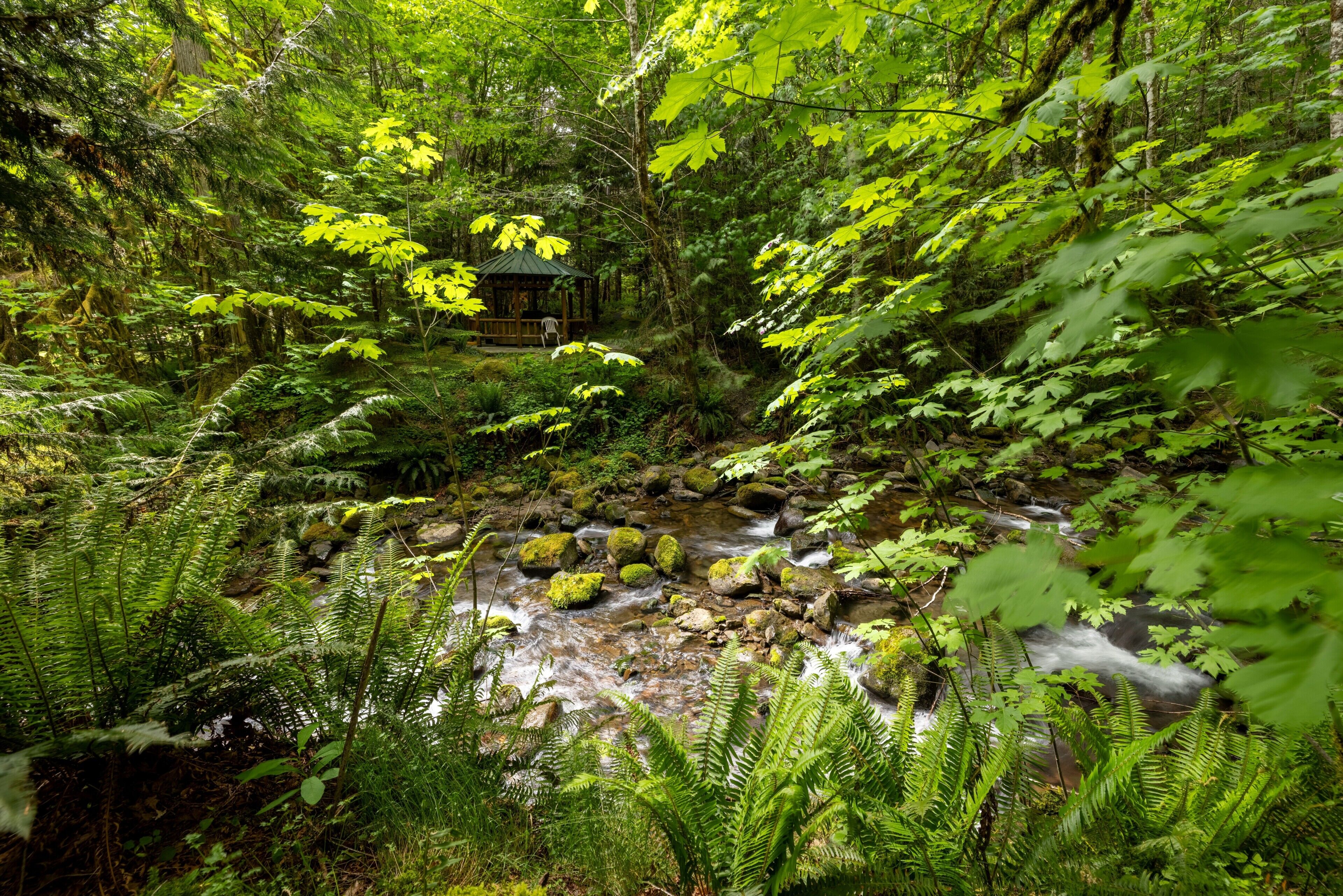A forested area with a small wooden structure, a stream, and dense foliage.
