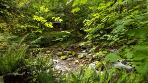 Une zone boisée avec une petite construction en bois, un ruisseau et un feuillage dense.