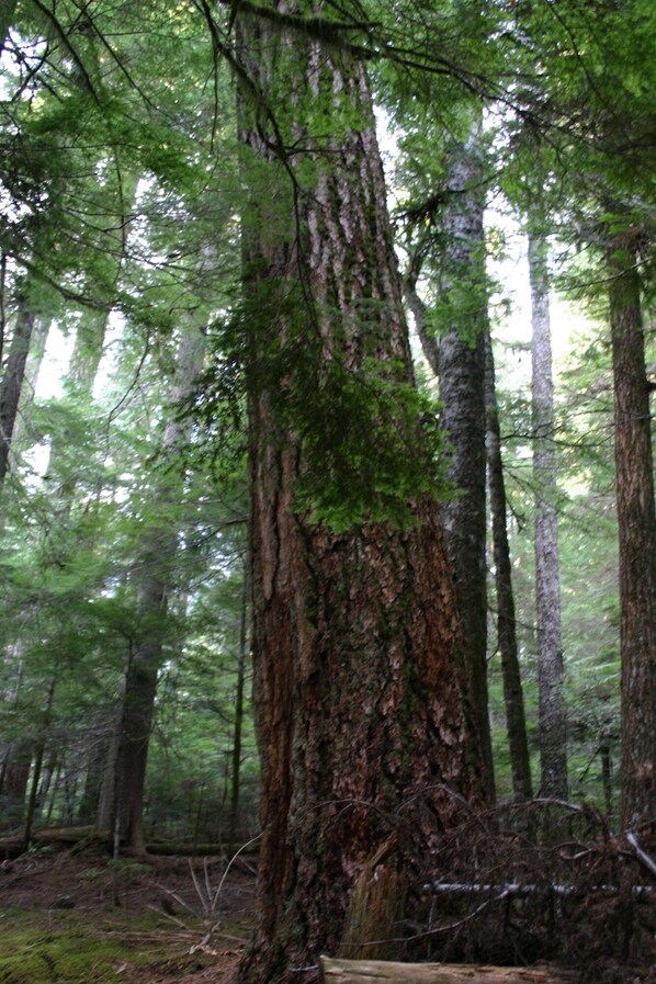 Un bosque denso con árboles altos y un sendero de tierra.