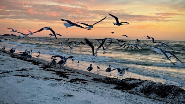 Una playa con gaviotas y olas al atardecer.