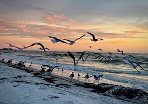 A beach with seagulls and waves at sunset.