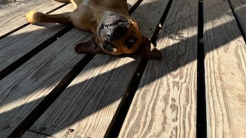 Enceinte de lâhĂ©bergement