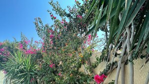 Een tuin met diverse planten en bloemen, een bord dat de ingang van een zwembad aangeeft, en een helderblauwe lucht.