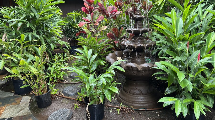 Maui What A Wonderful B&B Pineapple Ste