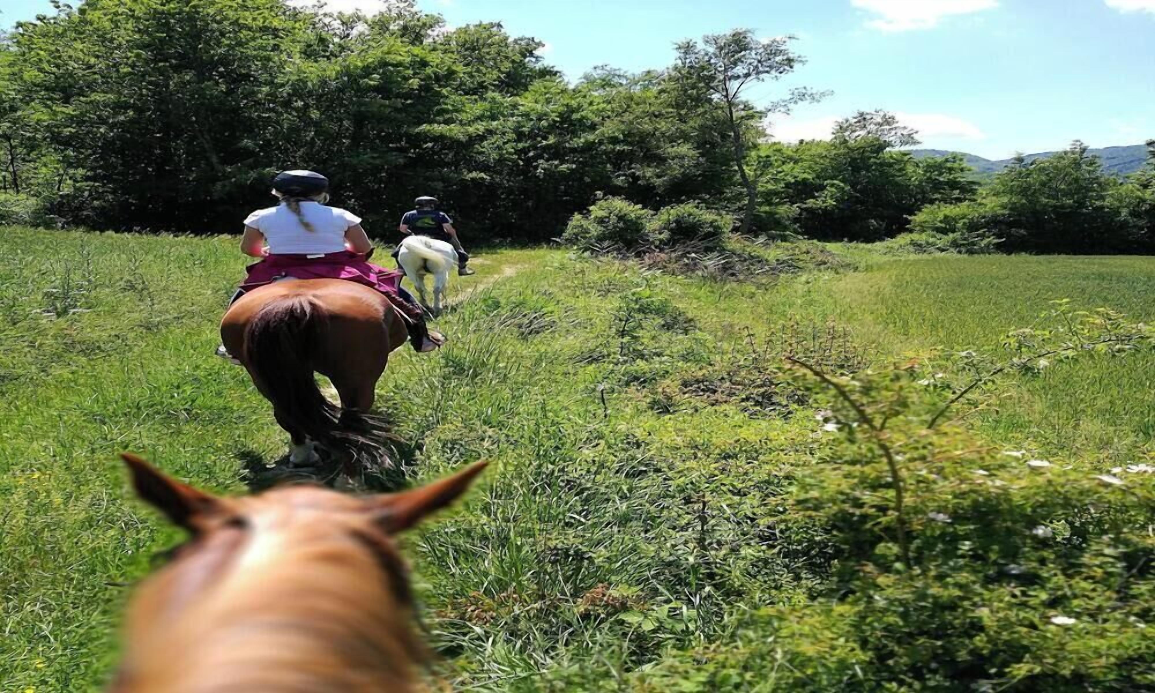 A horse and rider on a grassy path with trees in the background.