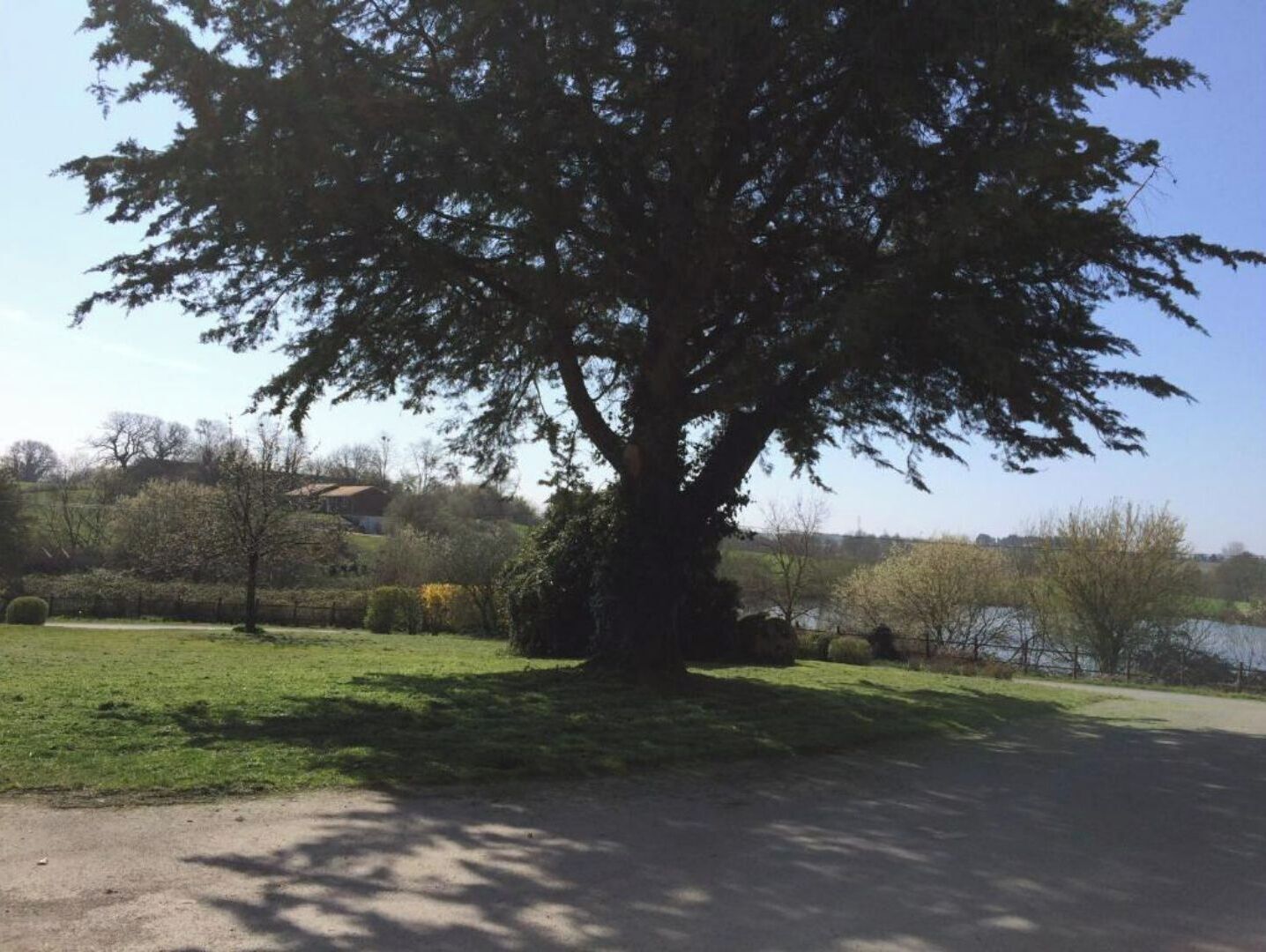 Un grand arbre dans un parc, avec une étendue d’eau en arrière-plan.