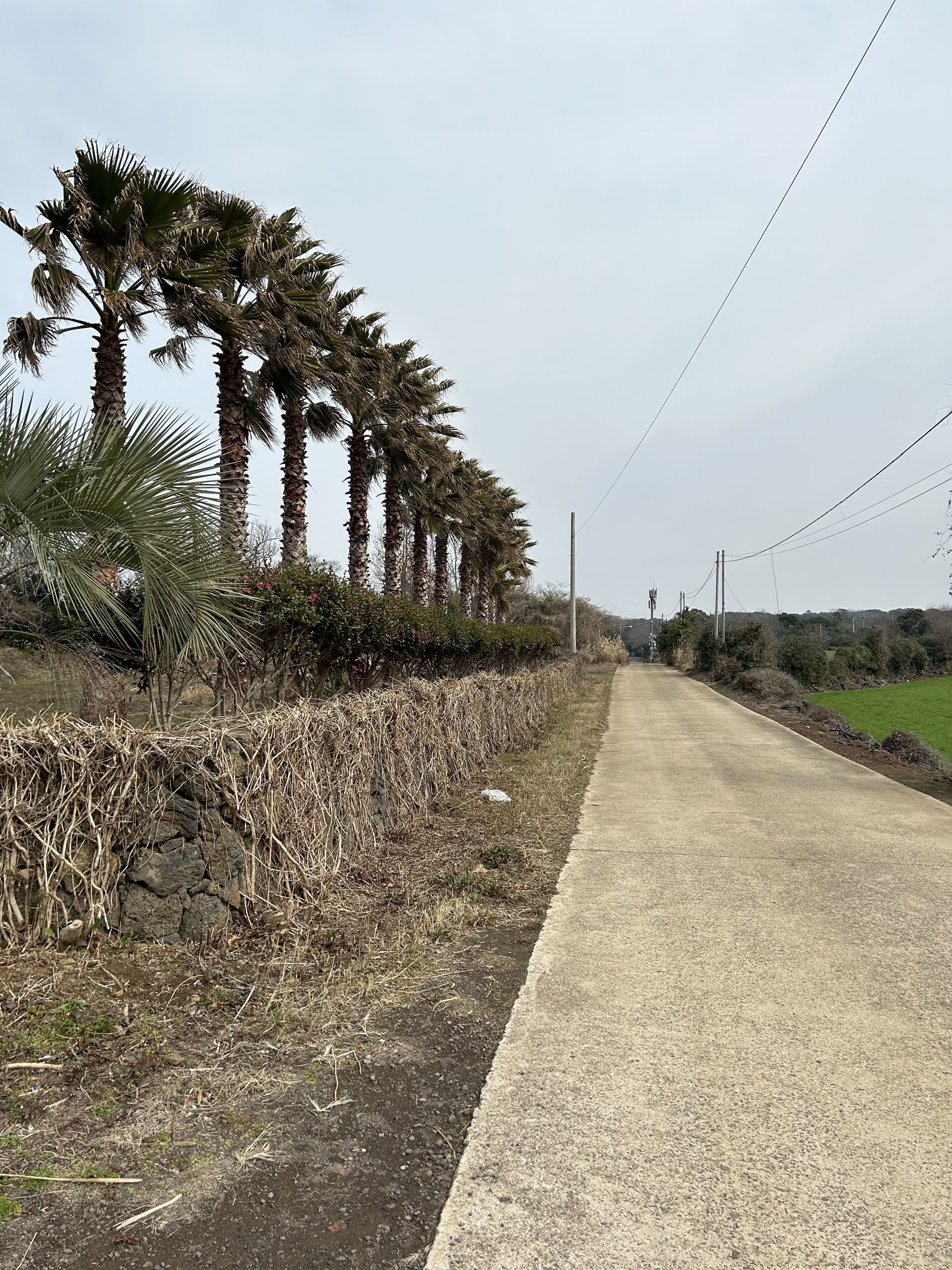A paved road flanked by tall palm trees and dry vegetation.