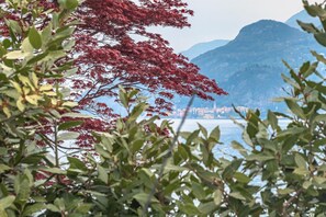 A coastal view with a mountain in the background and foliage in the foreground. - Pescallo Mandarin by Wonderful Italy (Bellagio)