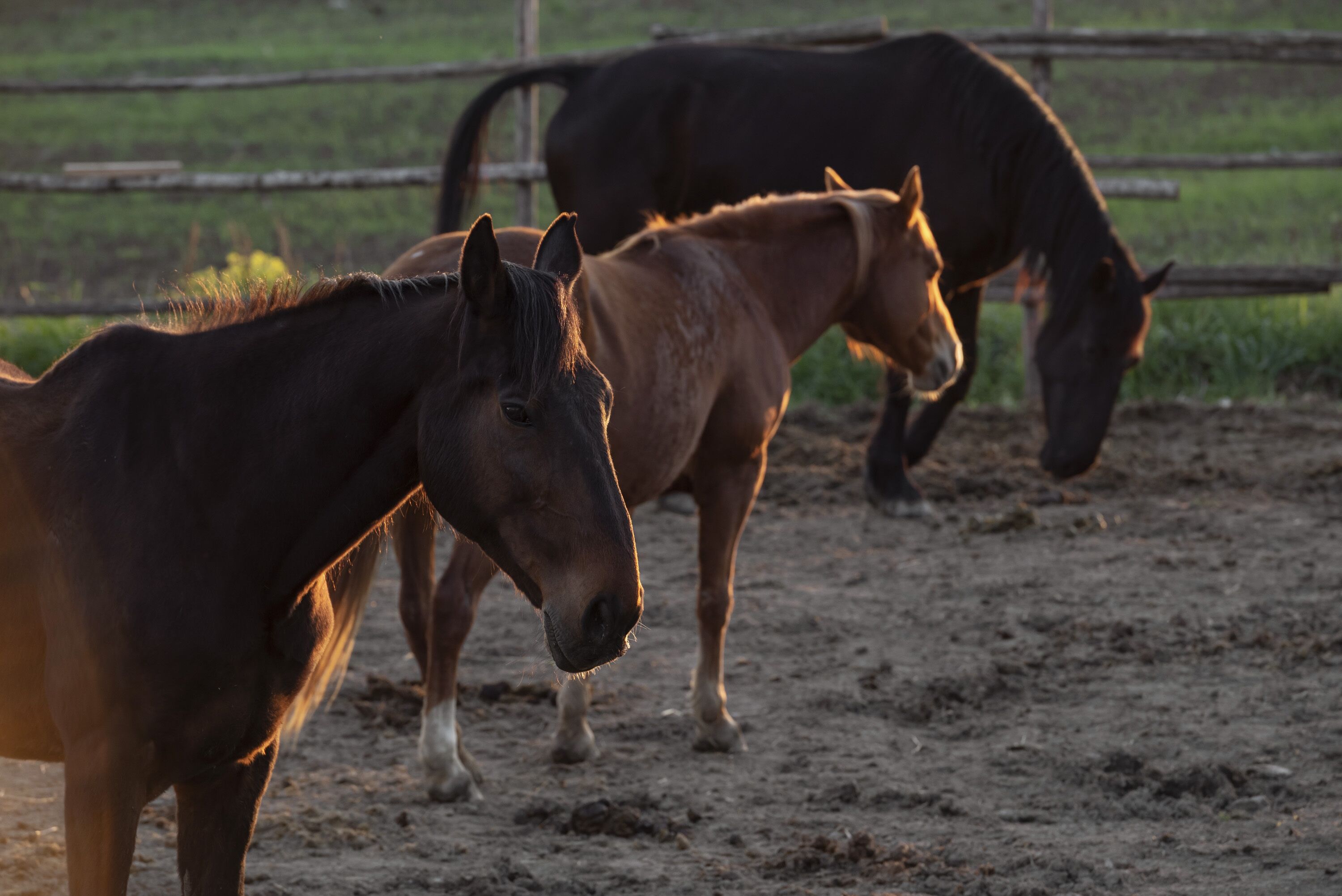 Three horses in a fenced area with a dirt ground.