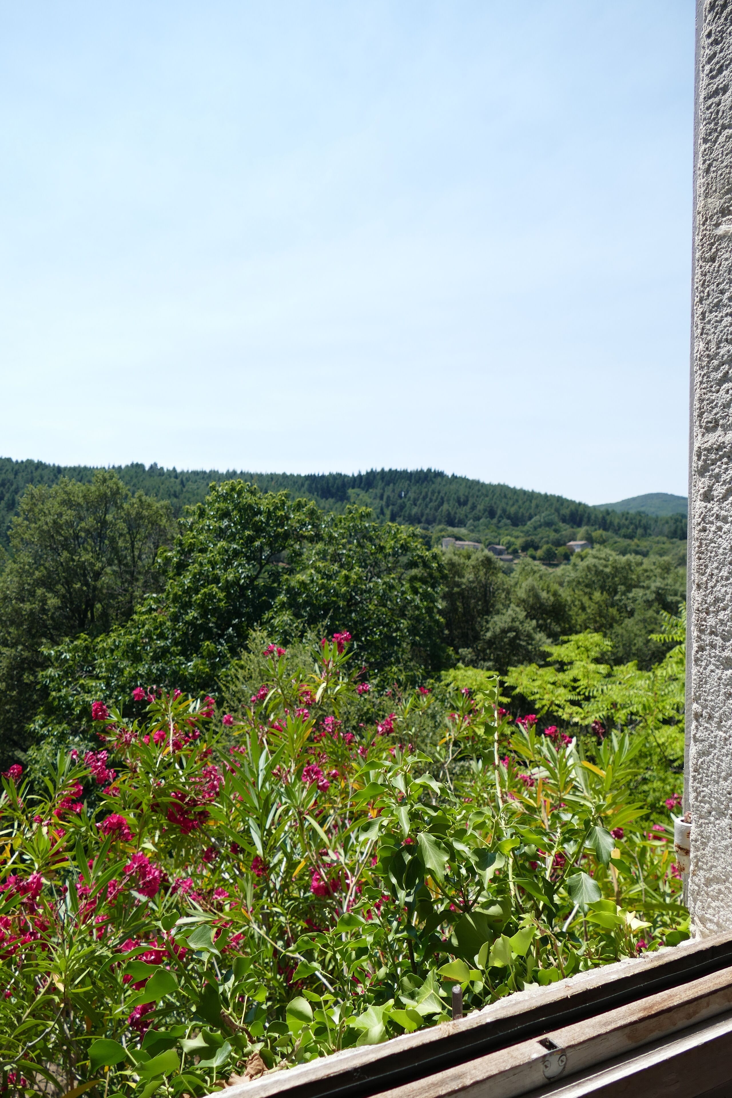 A view from a window overlooking a lush green landscape with dense foliage and a distant hill.