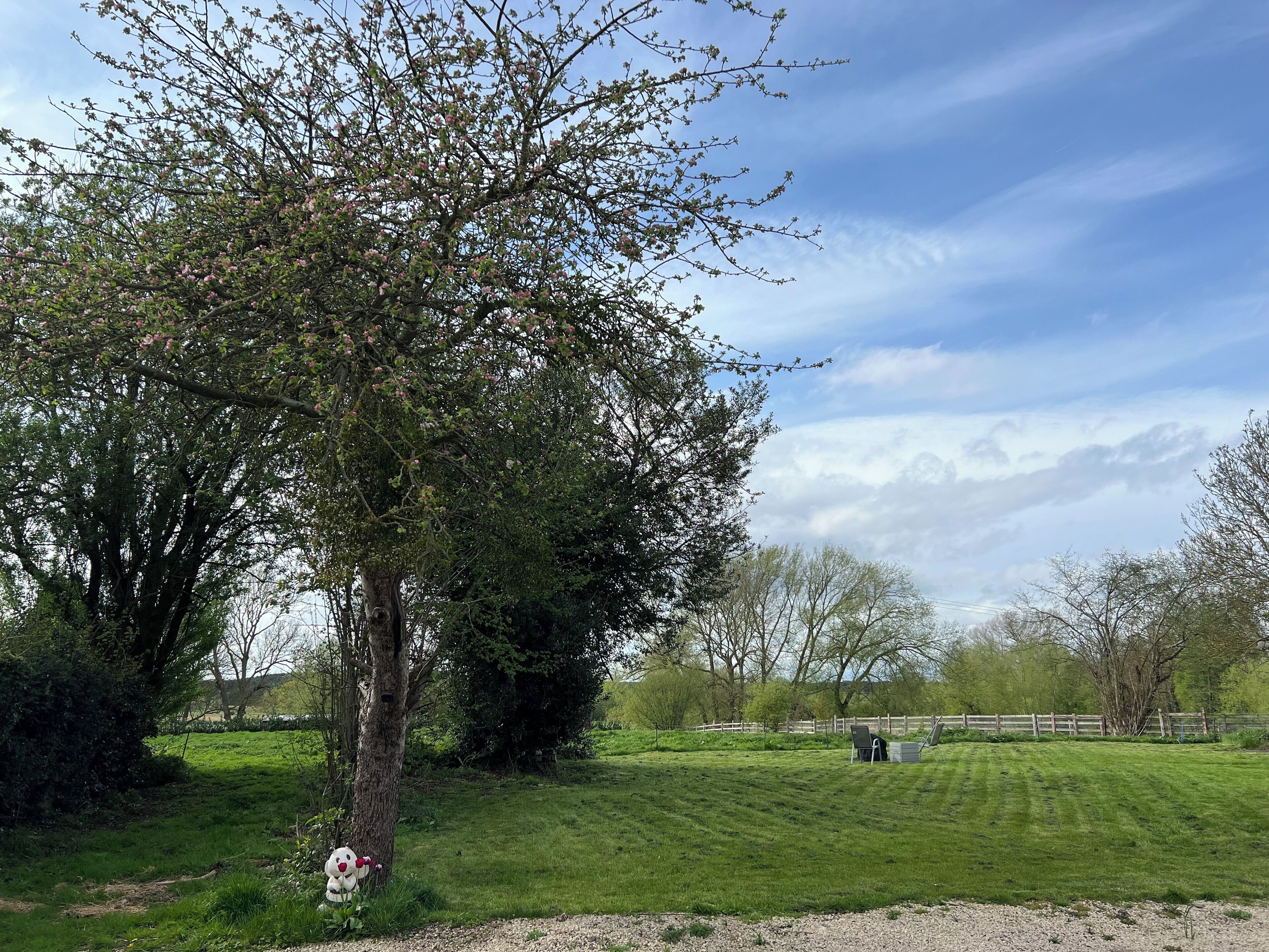 A grassy field with a large tree and a wooden fence in the background.