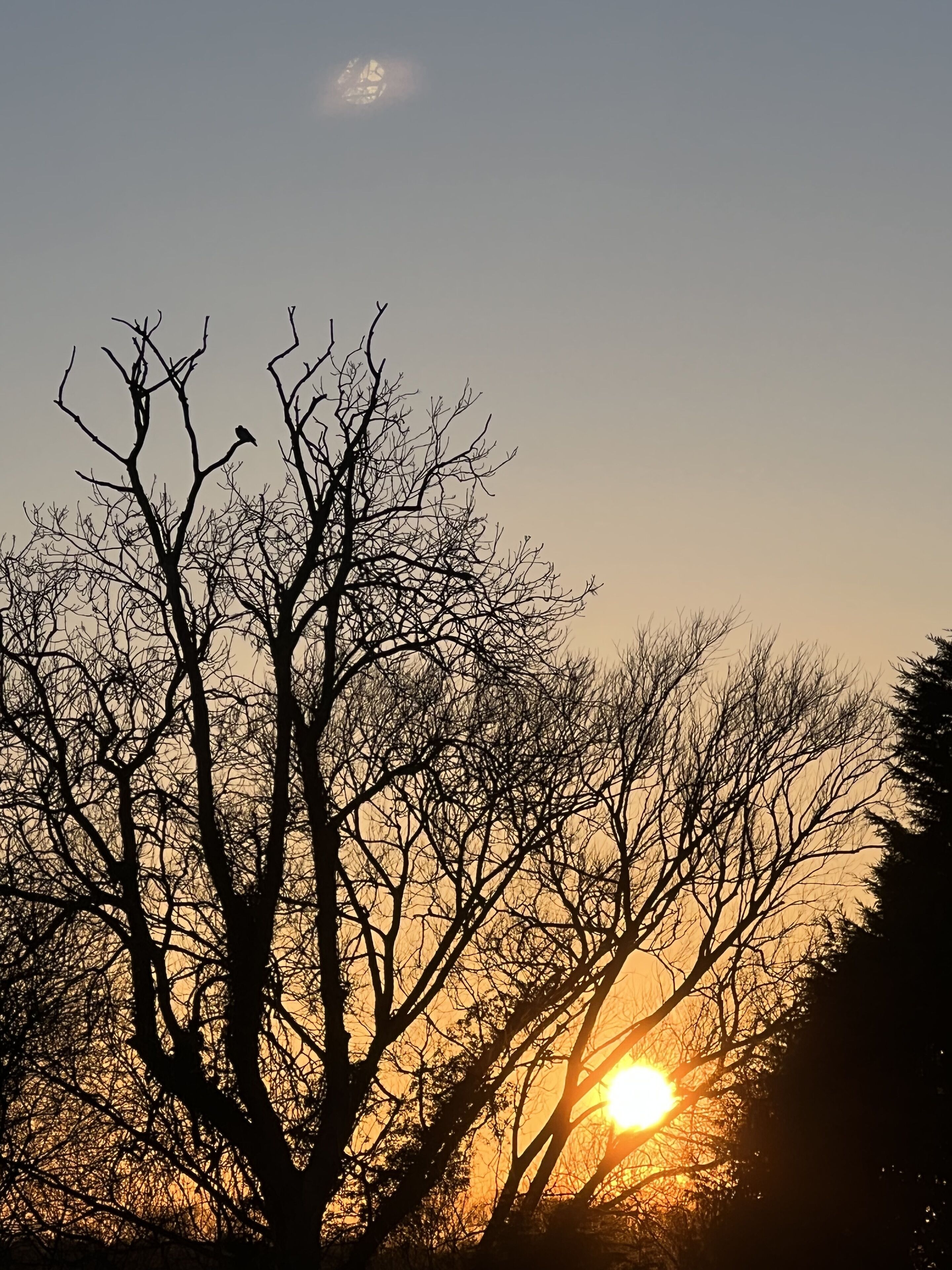 A silhouette of leafless trees against a sunset.