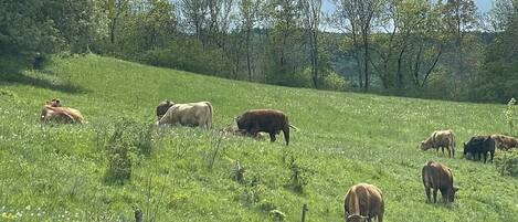 A grassy field with cows grazing.
