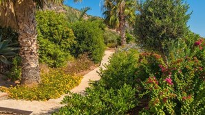 Un sendero en un jardín con diversas plantas y árboles, entre ellos palmeras y arbustos florecientes.