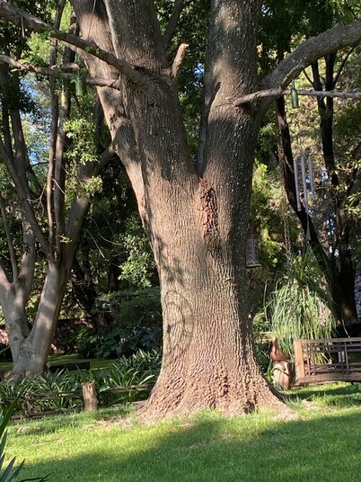 Magnolias Jardin & Boutique Suites