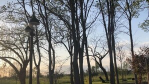 A stone wall with trees and a lamp post in a park. - Agriturismo Redó (Ponti sul Mincio)
