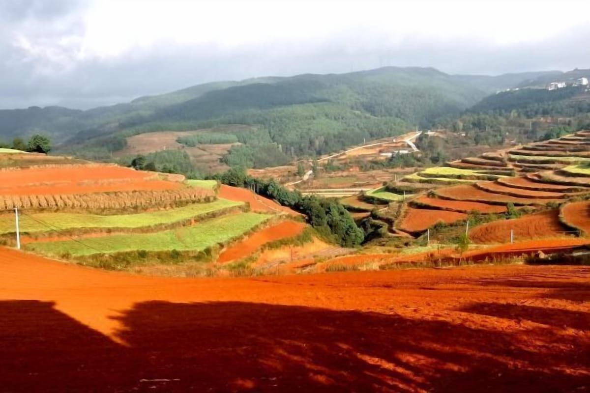 Terraced fields with a winding road in the background.