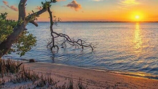 A beach scene with a tree leaning over the water during sunset. - The Orange Door - Coastal Escape (Stuart)