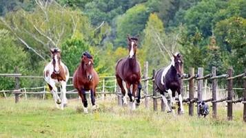 Terrain de l’hébergement