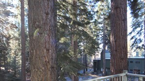 Une zone boisée avec de grands arbres et un bâtiment à la façade verte.