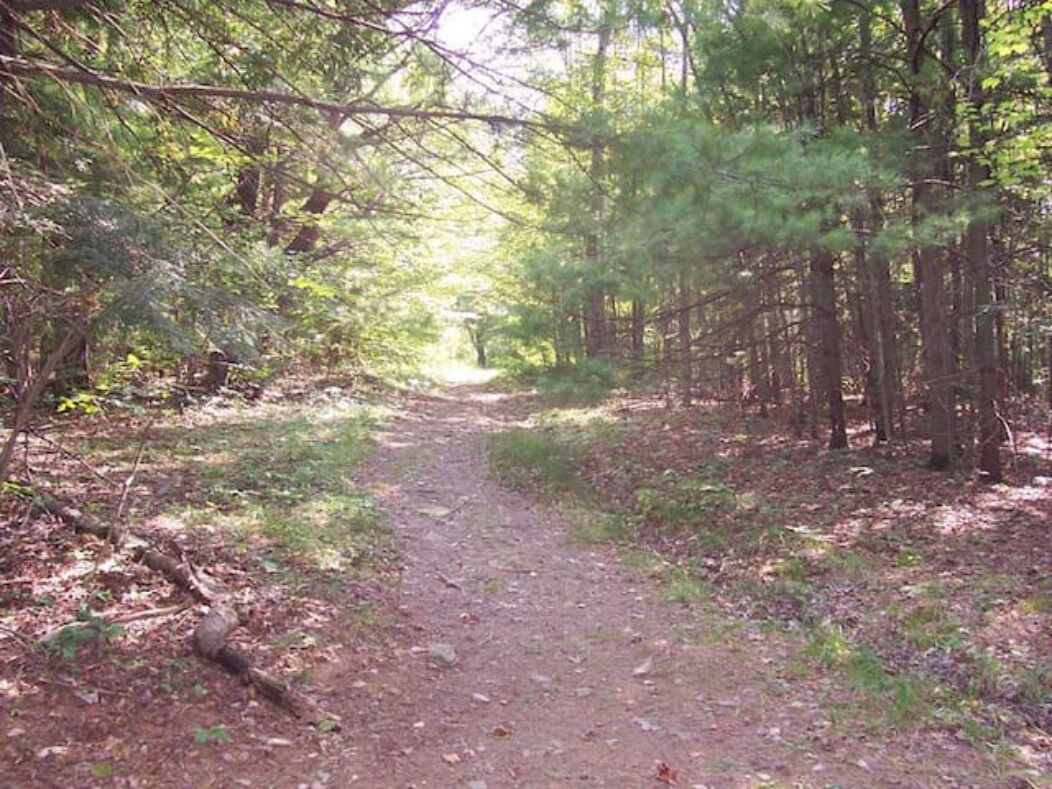 A forest path surrounded by trees.