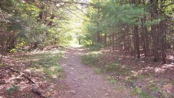 A forest path surrounded by trees.