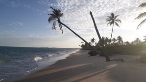 Una playa con palmeras, huellas y un mar tranquilo.