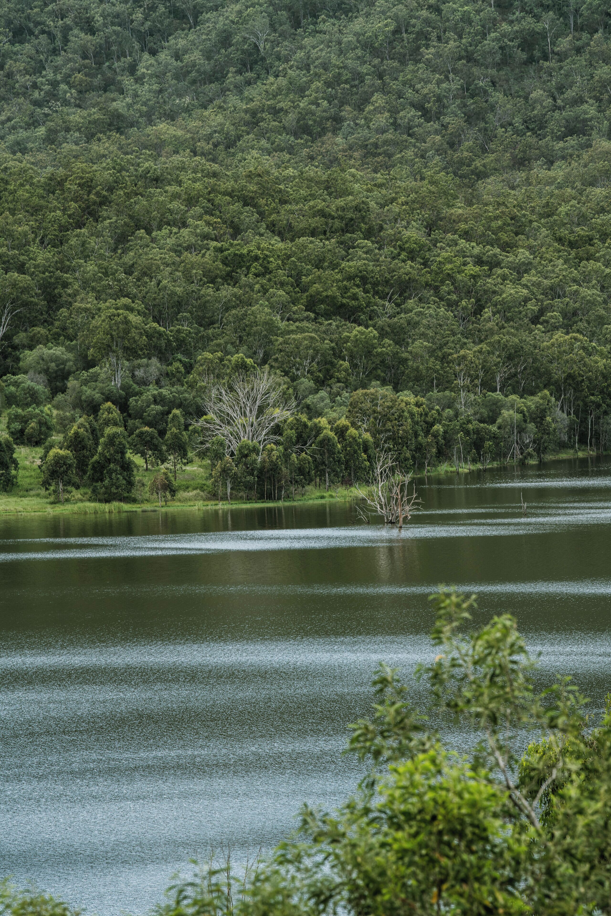A lake surrounded by dense forest.