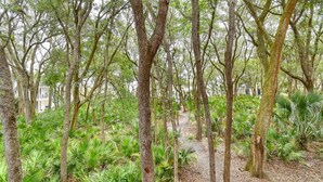 Ein dichter Wald mit hohen Bäumen und einem Schotterweg.
