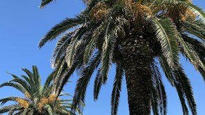 Un'area verde curata con palme e un cielo azzurro intenso.