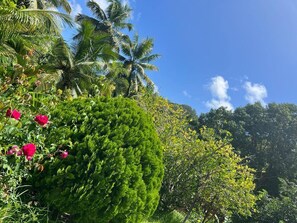 Vista al jardín