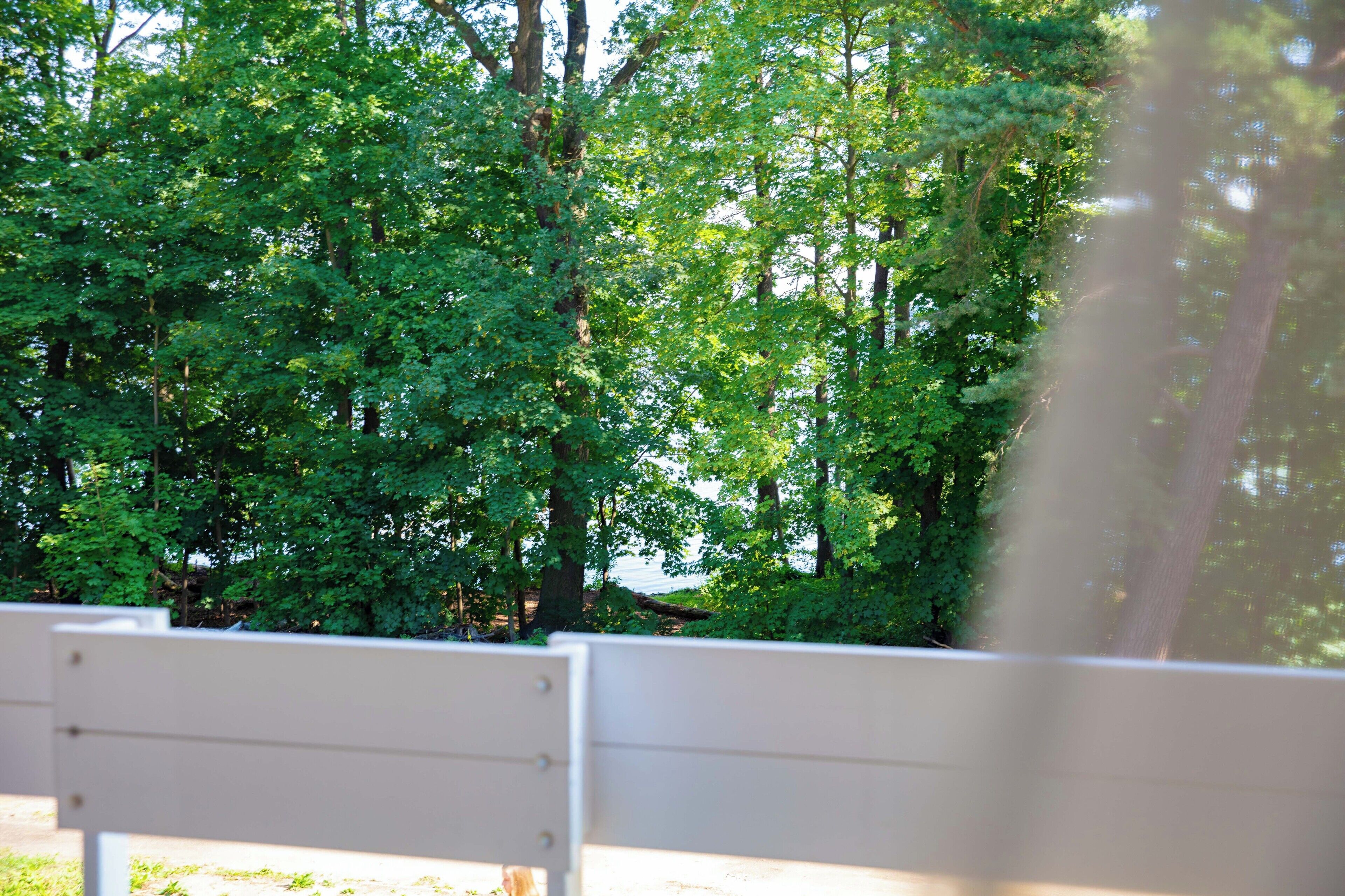 A park bench with a view of dense green trees.