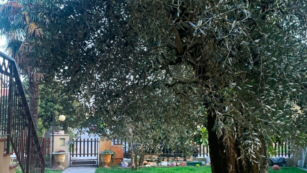 A pathway leading through a well-maintained garden with a large tree, a metal gate, and a building in the background.