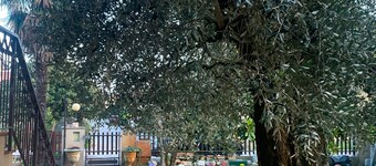 Spacious and bright apartment with garden in central area